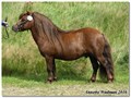 16hpalm_another_color_v_d_amstelhof.jpg