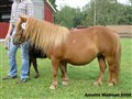 06noss_smevallens_guinevere.jpg