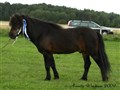09gmkop_dollman.jpg