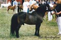 billy_boy_em-bengtsson.jpg