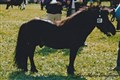 buster_king_em_bengtsson.jpg