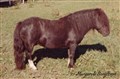 cesar_v_drachten_margareta_bengtsson.jpg