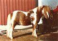 mane_viveka_karlestrand.jpg