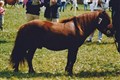 ostertorps_danne_em_bengtsson.jpg