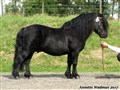 17hpalm_alvasens_latcho.jpg