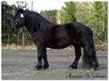 15hpten_abrodahls_abandoned_stallion 2.jpg