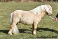 25hpvet_inspector_v_d_pony_lust.jpg