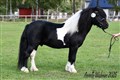 26gmvet_macquince_of_ladys_holm.jpg