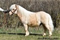 25hpvet_bobergs_remington.jpg