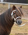 24hpvet_lonnshults_polestar_huvud.jpg