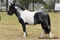 24hpvet_stenbydals_caramint.jpg