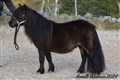 24eke_nina_ricci_v_pronk_stables.jpg