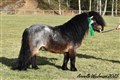 25hpvet_sandbackas_88an.jpg