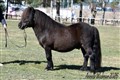26hpvet_bongi_of_transy.jpg