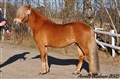 25hpruss_stenbros_charmor.jpg