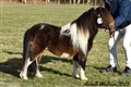 25hpvet_popeye_v_d_marlehoeve.jpg