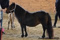 25sat_nina_ricci_v_pronk_stables.jpg