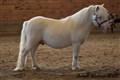 25sat_ponygardens_casmir.jpg