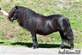26nors_april_sunica_of_ladys_holm.jpg