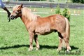 26grev_karimo.jpg