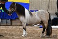 26hpvet2_hasselbos_emeric.jpg