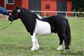 26hpvet2_humledals_mike_peluso .jpg