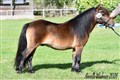 26hpvet2_lonnshults_il_milo.jpg