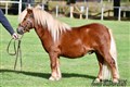 26hpvet2_vildangens_copper_gold.jpg