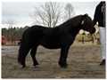 13hpten_abrodahls_abandoned_stallion .jpg