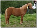 09farg_honsetorps_catania.jpg