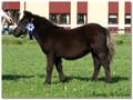 09sssriks_carthorse_gilraen.jpg