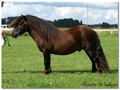 09sssriks_wilfred_v_d_zandhoeve.jpg